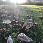 Mintbraun * Waldkirchen